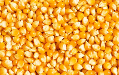 高质量玉米种子所具备的特点