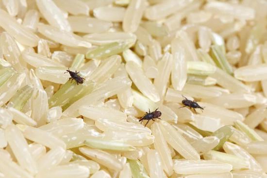 如何处理生虫大米